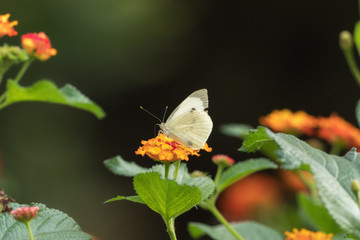 Butterfly on a beautiful flower