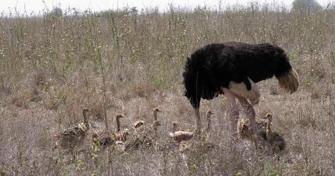 Ostrich, struthio camelus, Male and Chicks walking through Savannah, Nairobi National Park in Kenya, Real Time 4K