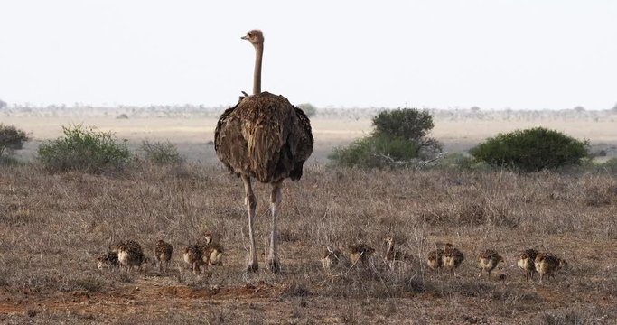 Ostrich, struthio camelus, female and Chicks walking through Savannah, Nairobi National Park in Kenya, Real Time 4K