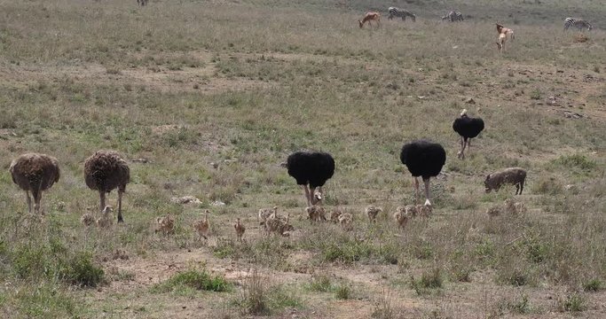 Ostrich, struthio camelus, Male, females and Chicks walking through Savannah, Nairobi National Park in Kenya, Real Time 4K