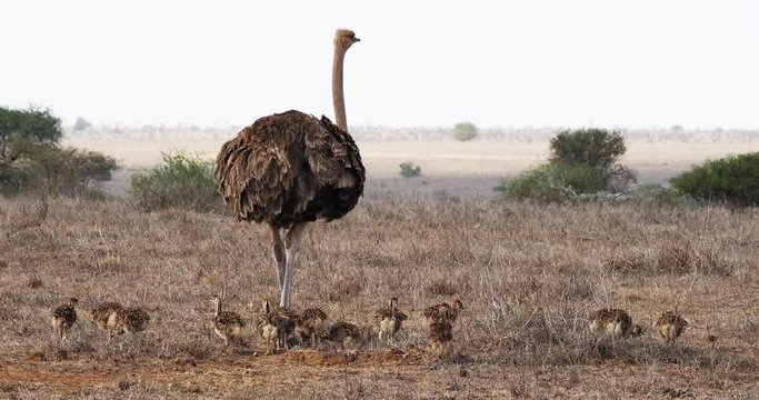 Ostrich, struthio camelus, female and Chicks walking through Savannah, Nairobi National Park in Kenya, Real Time 4K