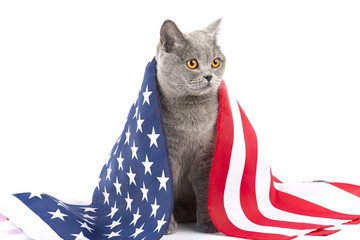 Cat with flag of USA