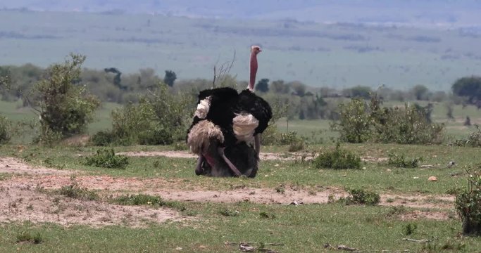 Ostrich, Struthio camelus, Male and Female Mating, Masai Mara Park in Kenya, Real Time 4K