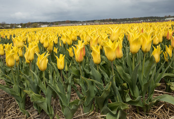 Tulip fields in the Bollenstreek, South Holland, Netherlands