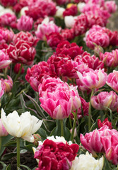 Obraz premium Tulip fields of the Bollenstreek, South Holland, Netherlands