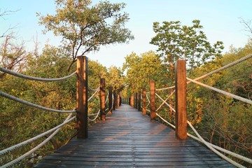 The wooden walk way with the mangrove trees in the evening. Soft focus. Nature and enviroment concept.