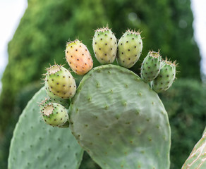 Prickly pear or opuntia plant close -up.