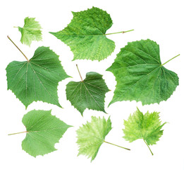 Grape leaves or vine leaves on the white background.