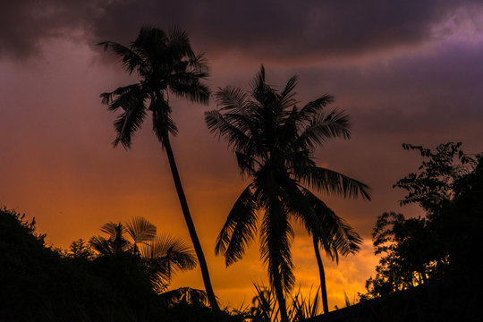 tropical view landscape with palm tree againtst sunrise.