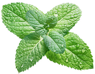 Spearmint or mint leaves with water drops on white background.