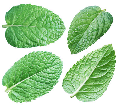 Four spearmint leaves or mint leaves. Collection. Clipping path.