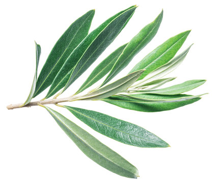 Olive leaves on the white background.