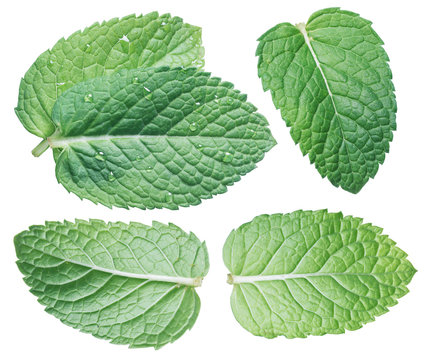 Set of spearmint leaves or mint leaves isolated on white background.