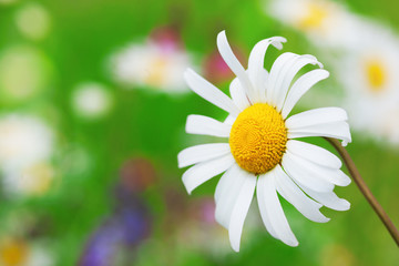 Chamomile among flowers