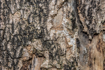 texture of bark wood  natural background