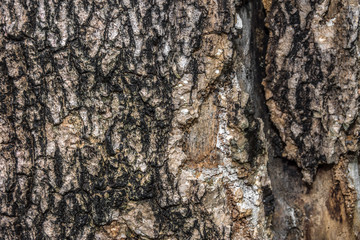 texture of bark wood  natural background