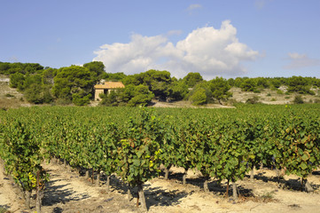 Fototapeta na wymiar Les vignes et le cabanon à Gruissan (11430), département de l'Aude en région Occitanie, France 