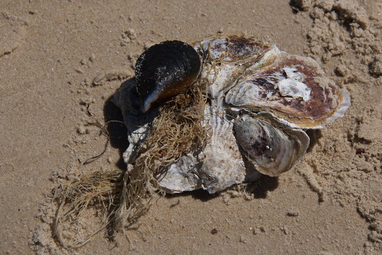 Shells on Hazards Beach in Freycinet NP in Tasmania
