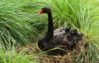 Black swan nests in the thickets of grass.