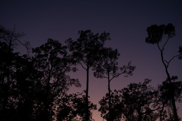 silhouette tree in twilight time