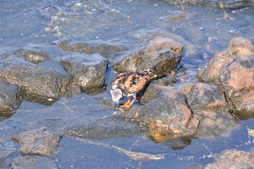 Kentish Plover Water Bird