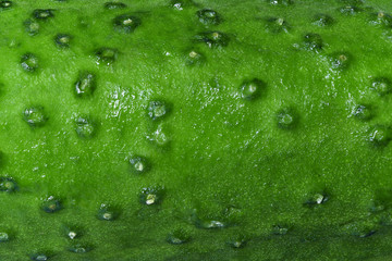 The texture of cucumber close up. 