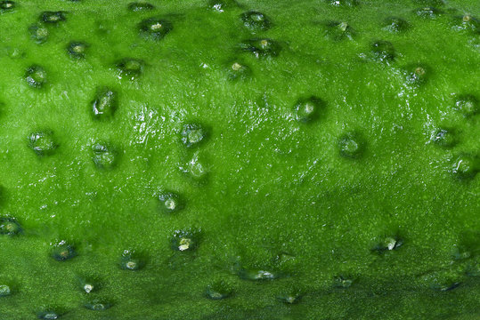 The Texture Of Cucumber Close Up. 