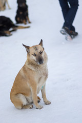 Cute mixed breed stray dog with scars received in street dog fights sitting on the snow