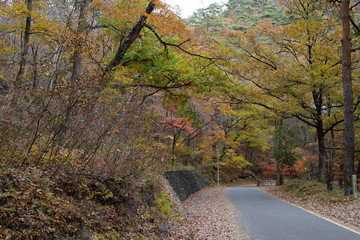 Fototapeta premium 紅葉する山々 木々 オレンジ だいだい色 