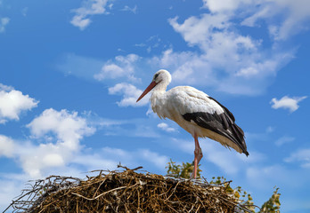Rouffach. Cigogne blanche au nid, Alsace, Haut Rhin. Grand Est