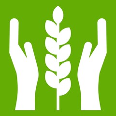Obraz premium Hands and ear of wheat icon green