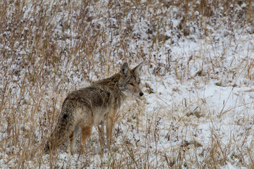 Coyote Playing in the Snow