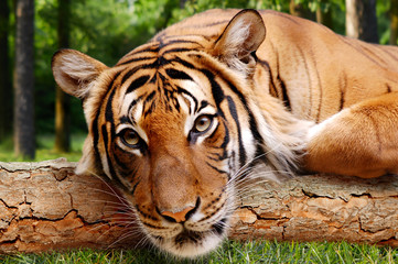 Lying tiger in a clearing in the woods, tiger on the green grass