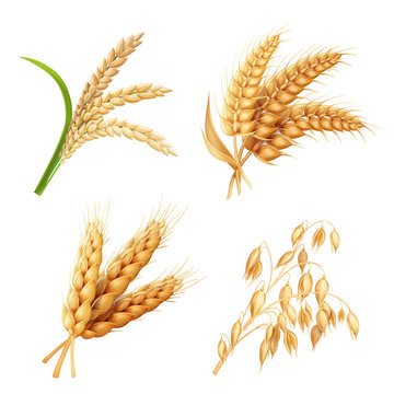 Agricultural crops set Rice, oats, wheat, barley vector realistic illustration