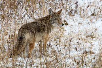 Coyote in the Snow