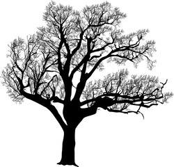 black bare isolated oak tree