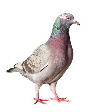 portrait full body of speed racing homing pigeon isolated  white background