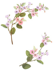 Spring blossom (bloom), branches with mauve, pink apple tree flowers. Bouquet light floret, buds, green leaves on white background. Digital draw, close-up in watercolor style, vintage, vector