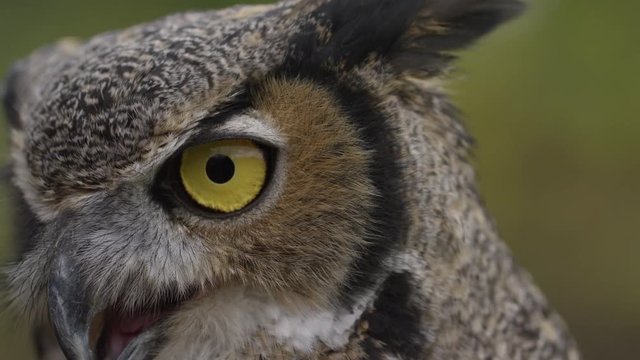 Horned owl slow motion look around 
