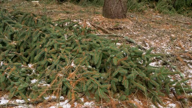 Fallen trees after windstorm