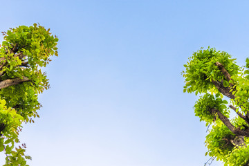 Beautiful green  tree sky background