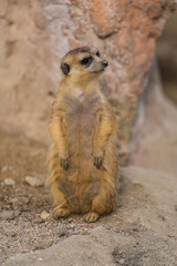 The meerkat uses its tail to balance when standing upright, as well as for signaling.