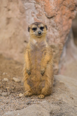 The meerkat uses its tail to balance when standing upright, as well as for signaling.