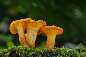 Collecting chanterelle mushroom in the forest. CANTHARELLUS CIBARIUS in moss with green background. Collecting mushrooms and preparing food.  - obrazy, fototapety, plakaty