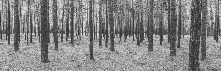 Monochrome panorama of trees in the pine forest.