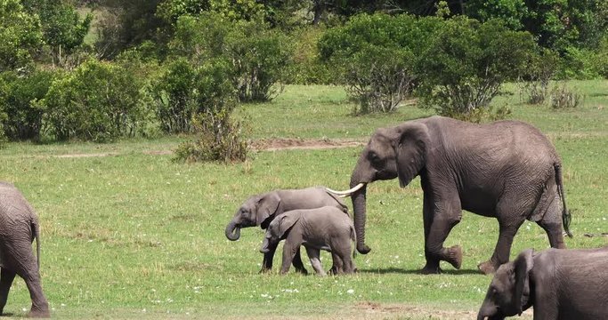 African Elephant, loxodonta africana, Group walking through the Bush, Masai Mara Park in Kenya, Real Time 4K