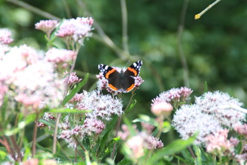 schmetterling auf blüten