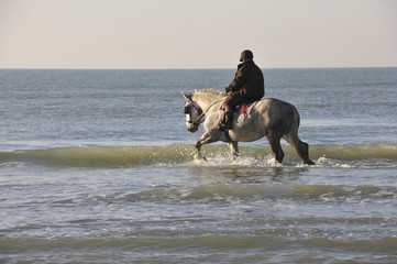 cheval dans la mer