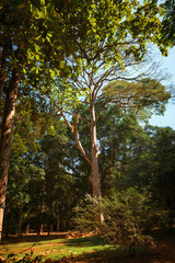 Palm tree alley in Royal Botanic King Gardens. Peradeniya. Kandy. Sri Lanka.