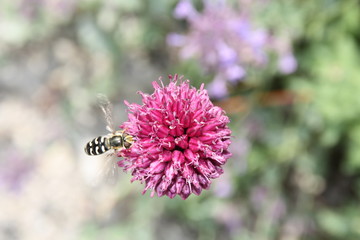 blühender klee mit schwebfliege